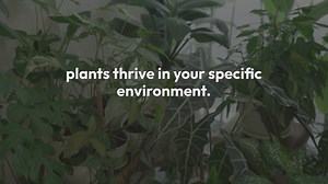 How to Choose the Best Indoor Plant Varieties