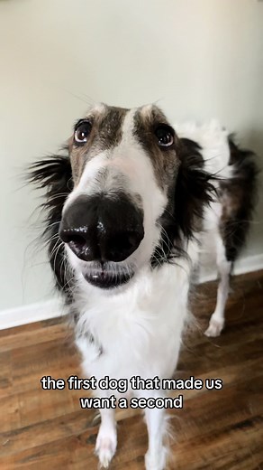 Funny Dog Memes and GIFs Compilation