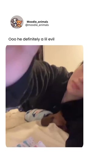 Hook – Clip – Loop on Instagram: "This evil little doggy might be small, but don’t let the size fool you — he’s got big villain energy. 😈🐶 One minute he’s cuddly, the next he’s plotting world domination (or at least stealing your snacks and destroying your shoes). 🐾💥 📲Credits /agosbenedettiv/tiktok He growls at the air, side-eyes everyone who walks by, and guards the couch like it’s a royal throne. 👑🛋️ We love him… but we also sleep with one eye open. 😂 If attitude was a crime, this pup