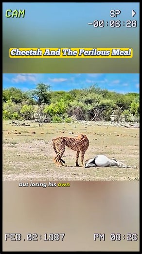 The cheetah and the perilous meal #animals #animalsattack #hunting #wildlife #wildlifephotography #animalswildlife | ABMCI Mission Bouaké