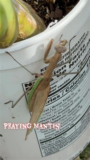 Praying Mantis in the Bible: Symbolism and Meaning - Artesian ......