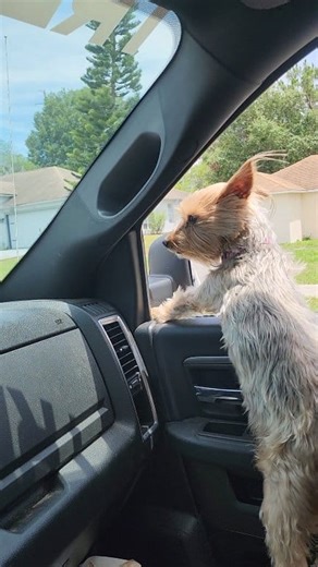 Tree Timber & my main Girl looking out for any Hazardous or unwanted trees 🌳 🏡 🌲 | Tree Timber LLC