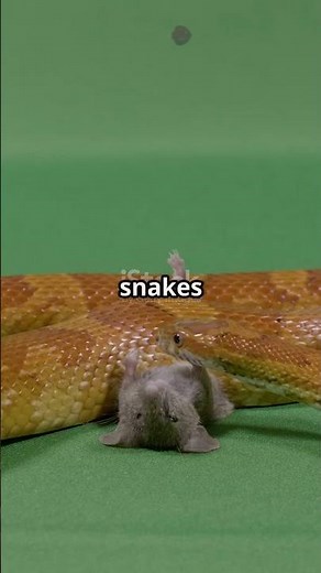 Do Snakes Sleep with Their Eyes Open? 🐍#snake #sleep