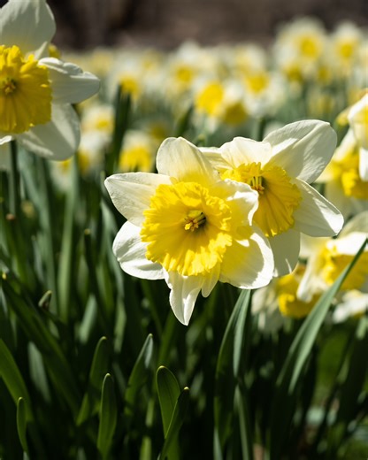 6.2K views · 105 reactions | Spring has sprung in Niagara Parks! Did you know that Niagara Falls is the unofficial daffodil capital of North America? Come out to Niagara Parks to see these beautiful blooms for yourself! | Niagara Parks | Facebook