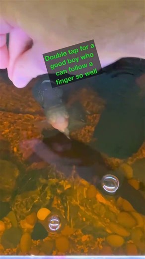 Flowerhorns are hands down the best pet fish