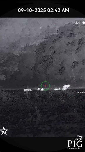 Wild hog hunting in Georgia