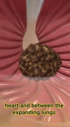 Swallow Food (Inside Your Body)The Journey of Food Inside Your Body#youtube