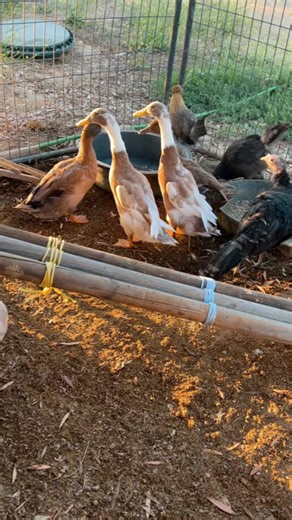 Nanas Ranch and Homestead (@nanasranchandhomestead)’s videos with original sound - Double Donkey Ranch