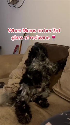 #cockerspaniel #blueroan #doghumortiktok