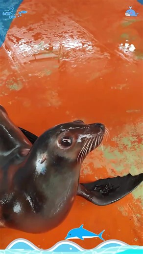 Hilarious Sea Lion Moments That Will Make You Laugh