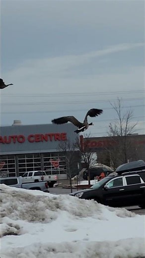 Just incredible Canada geese take off - Part nineteen. #shorts