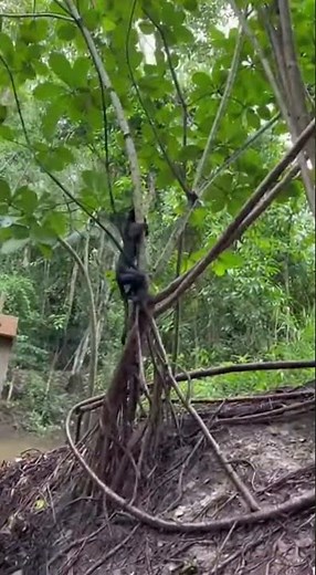 Tourists STUNNED! Jaguar Attacks Monkey Right Under Their Feet!