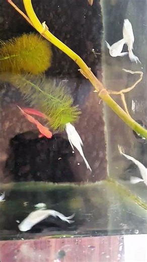 🌿 My First Aquarium Video | Relaxing Molly, Platy & Guppy Fish Swimming📜