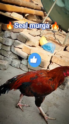 “Sale Murga Ka Asli Attitude 🔥 Real Desi Moment | Natural Voice”