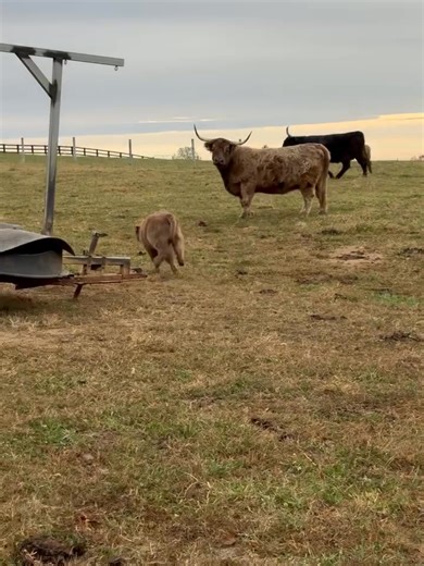 Sweet ferris! He is the most adorable little fluff! #highland #farm #farmlife #homestead #cyrusridgefarm #ferris #minicow #cow #babycow #minihighland | Miniatures Highlander Cattle