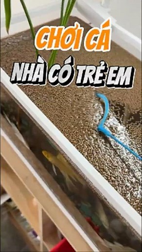 Trẻ Con Nghịch Ngơm Cho Cá Cảnh Ăn Cám - Nuôi cá dưỡng tâm