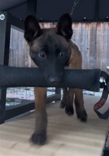 Understanding Belgian Malinois: A Guide for Puppy Owners