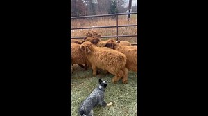 Working Dogs Load Cattle Onto Trailer