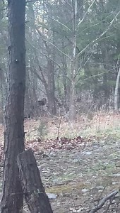 Star City Strutter Scouting🦃 | Star City Whitetails