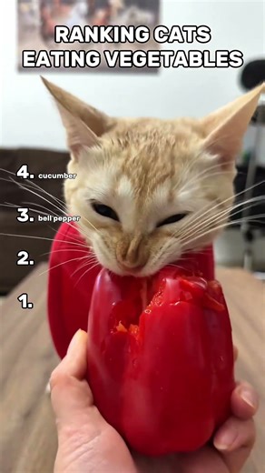 cats eating vegetables ASMR #cats #shorts