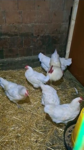 white Australorp chickens 🥰 #shorts #ytshorts #trending #youtubeshorts #australorpchicken