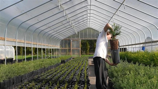 Christmas tree farmers celebrated around the US