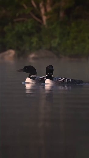 Have you ever heard a Common Loon call like this?