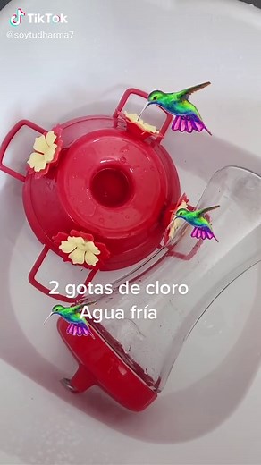 #colibrie #cuidemosaloscolibries #chuparosas @lamavril8yudvom