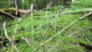 Horsetail Equisetum, genus of vascular plants, department Equisetophyta Ferns. Horsetail sways in the wind. Metamerism, alternation of nodes and internodes. Leaves reduced to scales, whorls at nodes