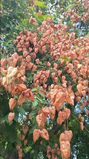 This is the most beautiful Koelreuteria paniculata, commonly known as the Golden Rain Tree 🥰