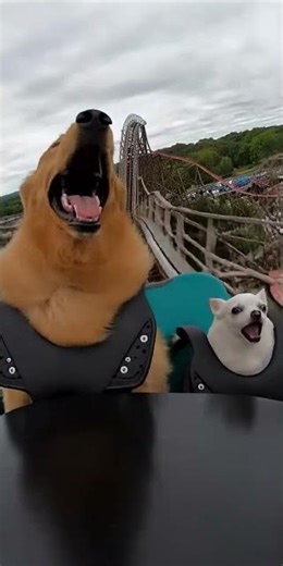 The Ultimate "Bark" in the Park