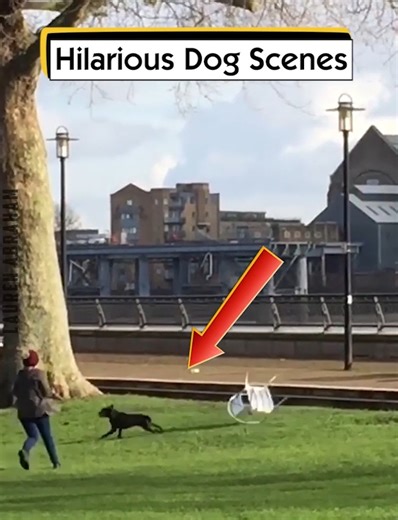 7.7K views · 69 reactions | Hilarious Dog Scenes | Lauren Abraham | Facebook