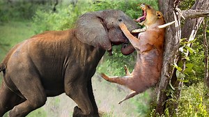 The Horrifying Scene When The Angry Giant Elephant Attacked Even Lion Had To Cry | Nature Wild Animals