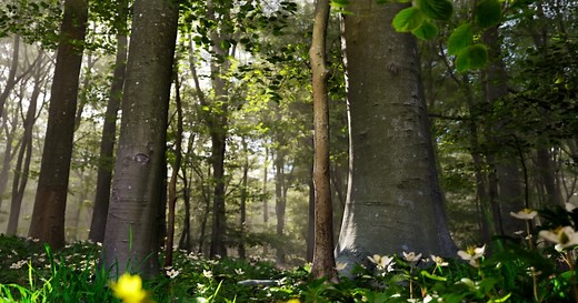 Learn How to Create High-Quality 3D Vegetation For Video Games