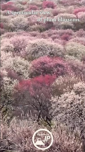 【Plum blossoms】Breathtaking Plum Blossom Walking Tour in Mie Japan | Spring Paradise