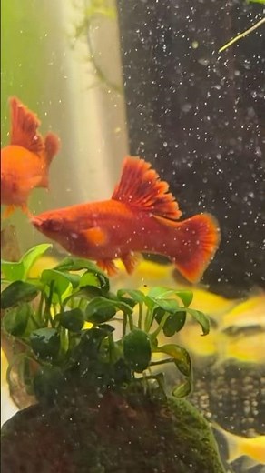 Cauliflower Blood Red Swordtails Fish #fish #aquarium #swordtailfish