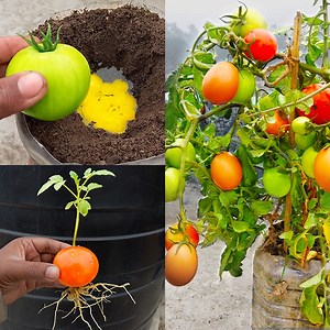 How to grow tomato with egg///Growing many tomatoes and many eggs anyplace///Easy planting guide