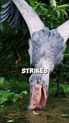 This Dino-Bird Makes Machine Gun Sounds! #facts #animallife #animals #wildlife