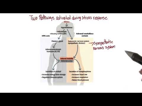 Two pathways for stress response - Intro to Psychology