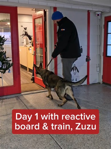 Zuzu's Journey: Reactive German Shepherd Training
