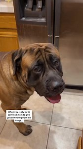 My GIANT puppy argues about getting something from the fridge! #giantdog #hungrydog #mastiff | Bowser The Giant Mastiff