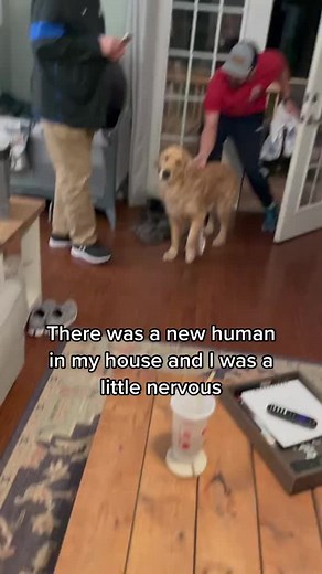 4.3M views · 10K reactions | Every dog needs a baby #baby #dog #puppy #goldenretriever #adorable #truelove | Anicia Trillkay ៚ | Facebook