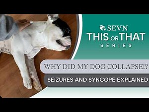 Seizure or Fainting (Syncope) in Dogs? What Every Pet Owner Should Know