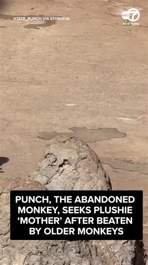 Punch, the abandoned monkey who soared to fame after being seen tugging around a stuffed toy, was filmed seeking comfort with the plushie after he was beaten by older monkeys at Ichikawa Zoo in Japan | ABC7NY