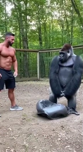 Real Strength Comparison Bodybuilder vs Gorilla