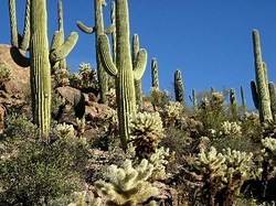 Desert Plant : The Cactus