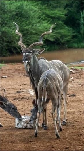 Nature in Motion 🌍 | Real Wildlife Behavior in Slow Motion | #shorts