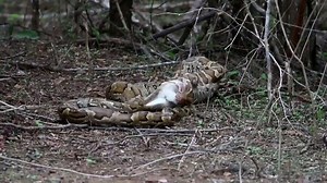 7.4K views · 102 reactions | Leopard Trails on Reels | Facebook