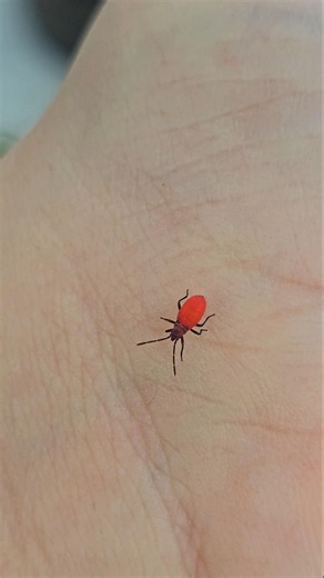 a little Red-shouldered bug nymph! #bugs #insects #nymphs