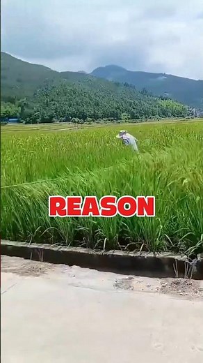 "How China Doubles Its Rice Harvest — A Unique Farming Method!"